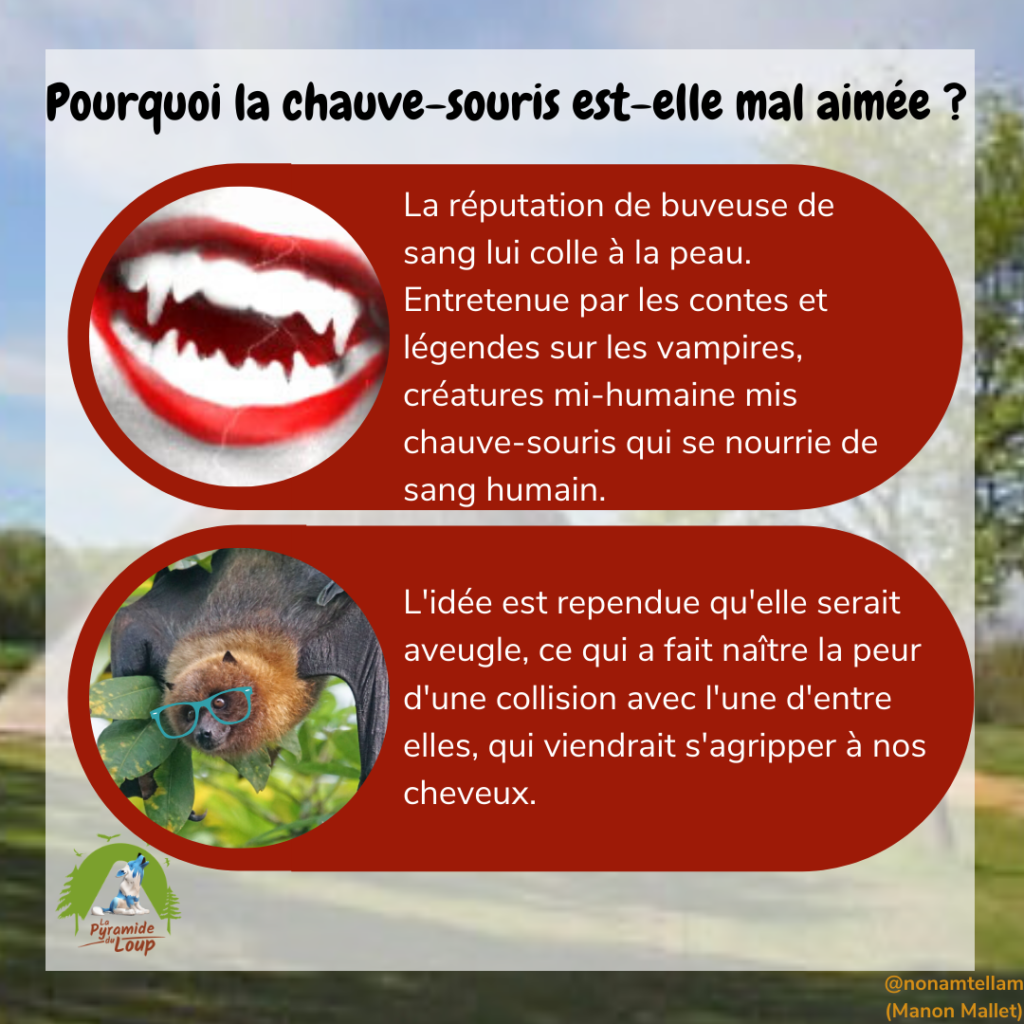 Pourquoi la chauve-souris est-elle mal aimée ?