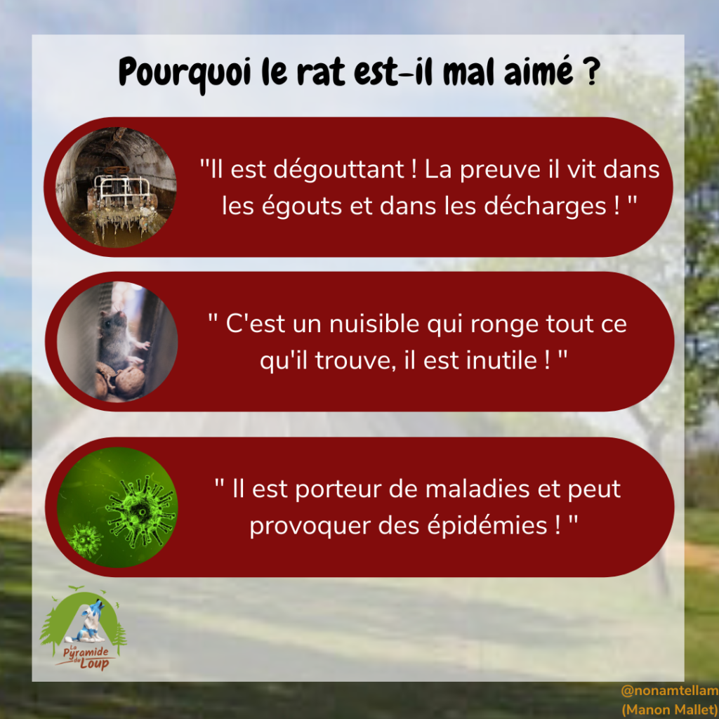 Pourquoi le rat est-il mal aimé ?