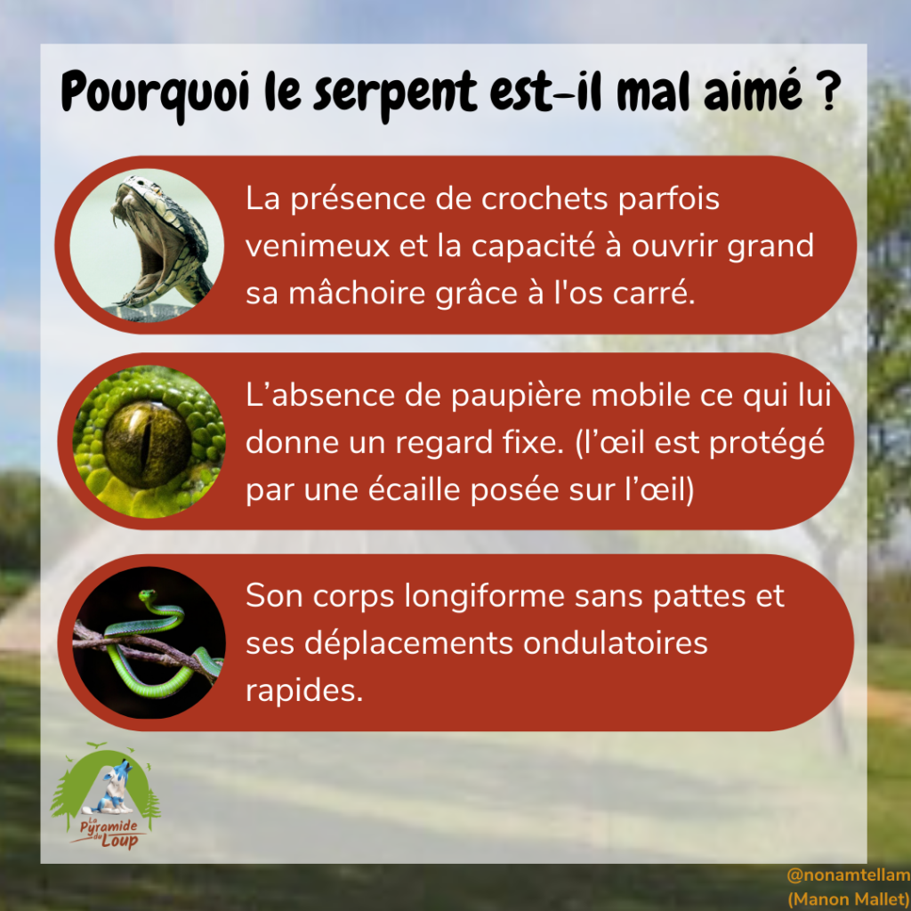 Pourquoi le serpent est-il mal aimé ?