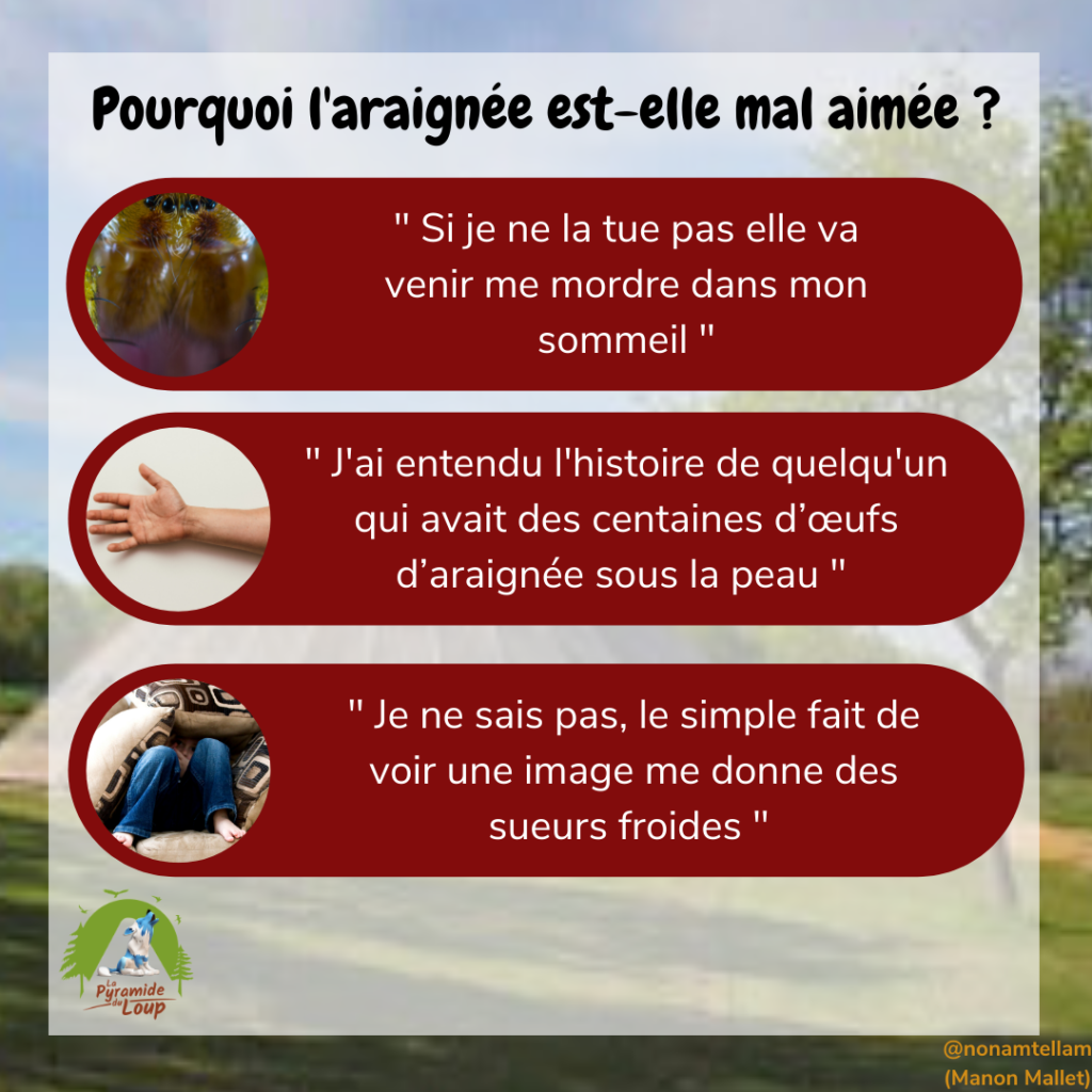 Pourquoi l'araignée est-elle mal aimée ?