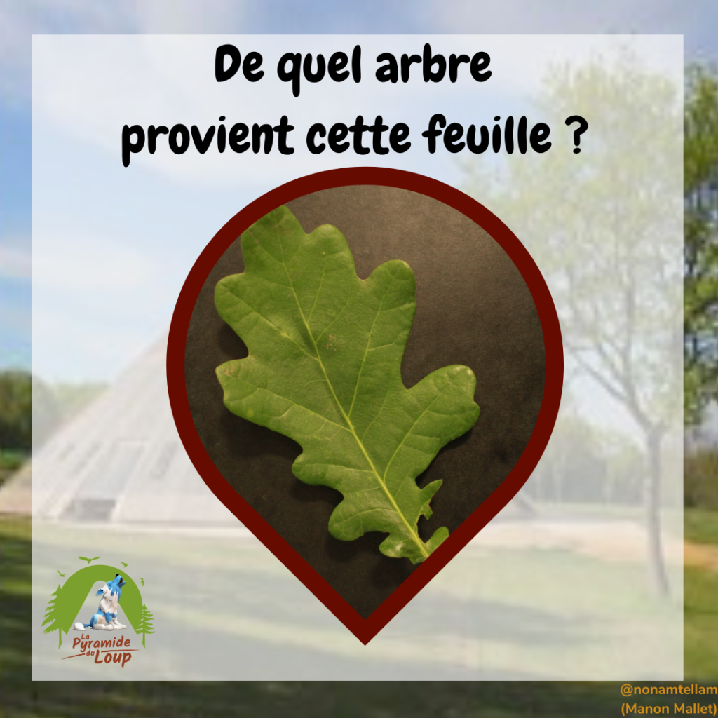 Devine de quel arbre provient cette feuille ?