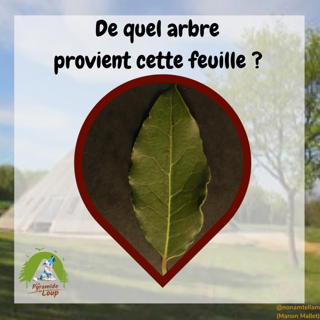 Devine de quel arbre provient cette feuille ?