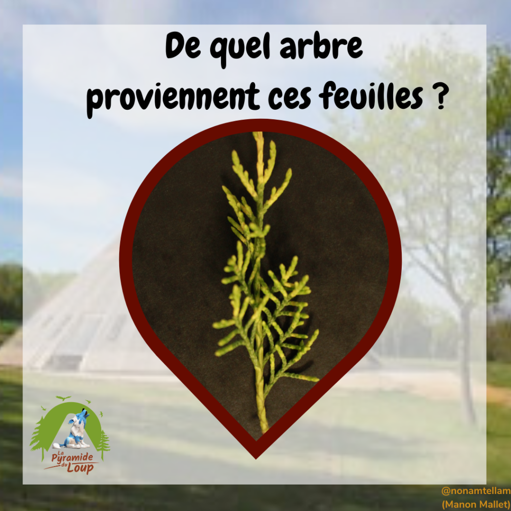 Devine de quel arbre proviennent ces feuilles ?