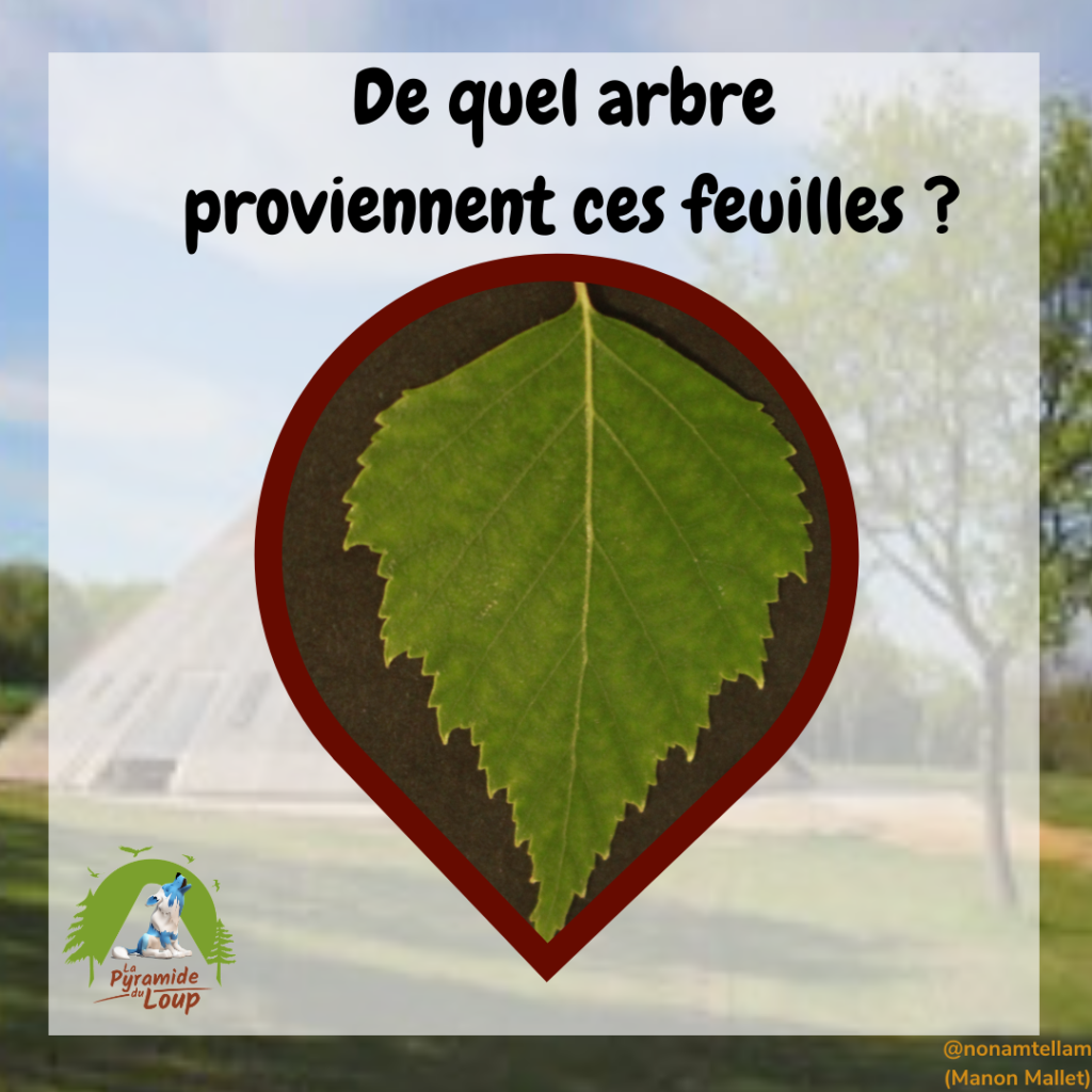 Devine de quel arbre proviennent ces feuilles ?