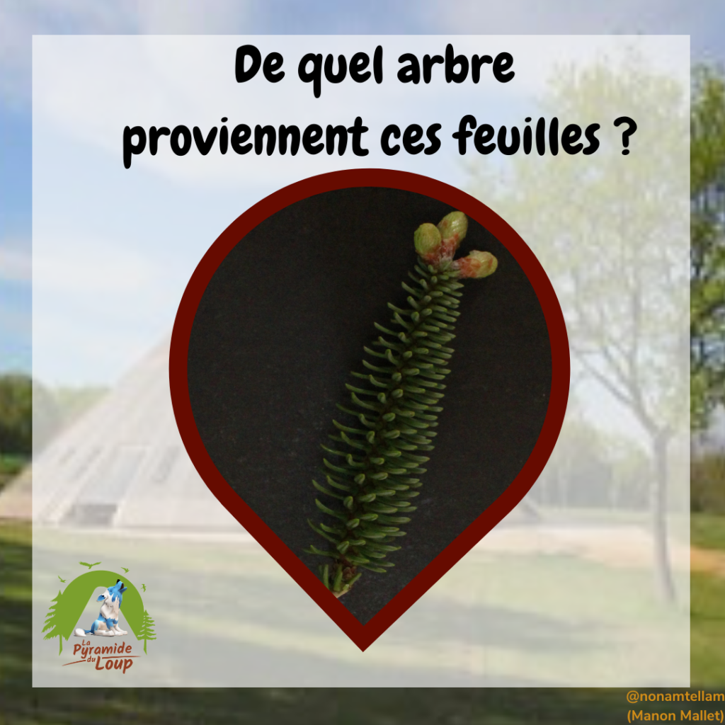 Devine de quel arbre proviennent ces feuilles ?