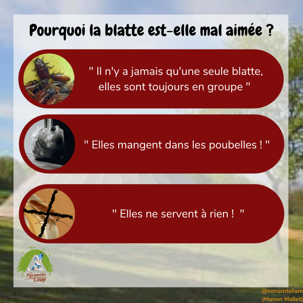 Pourquoi la blatte est-elle mal aimée ?