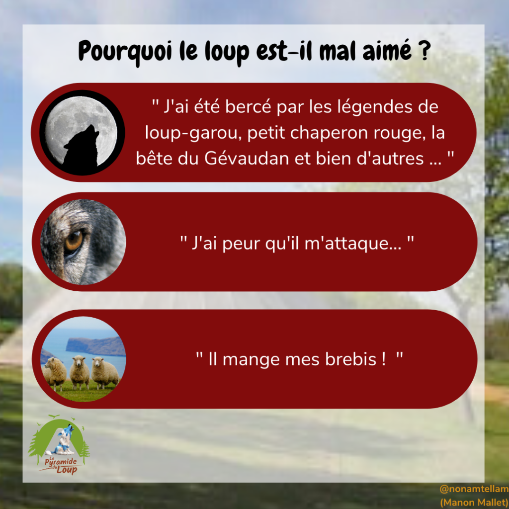 Pourquoi le loup est-il mal aimé ? La Pyramide du Loup