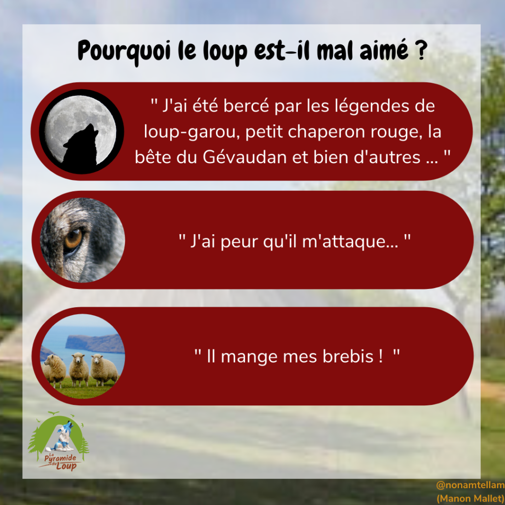 Pourquoi le loup est-il mal aimé ?