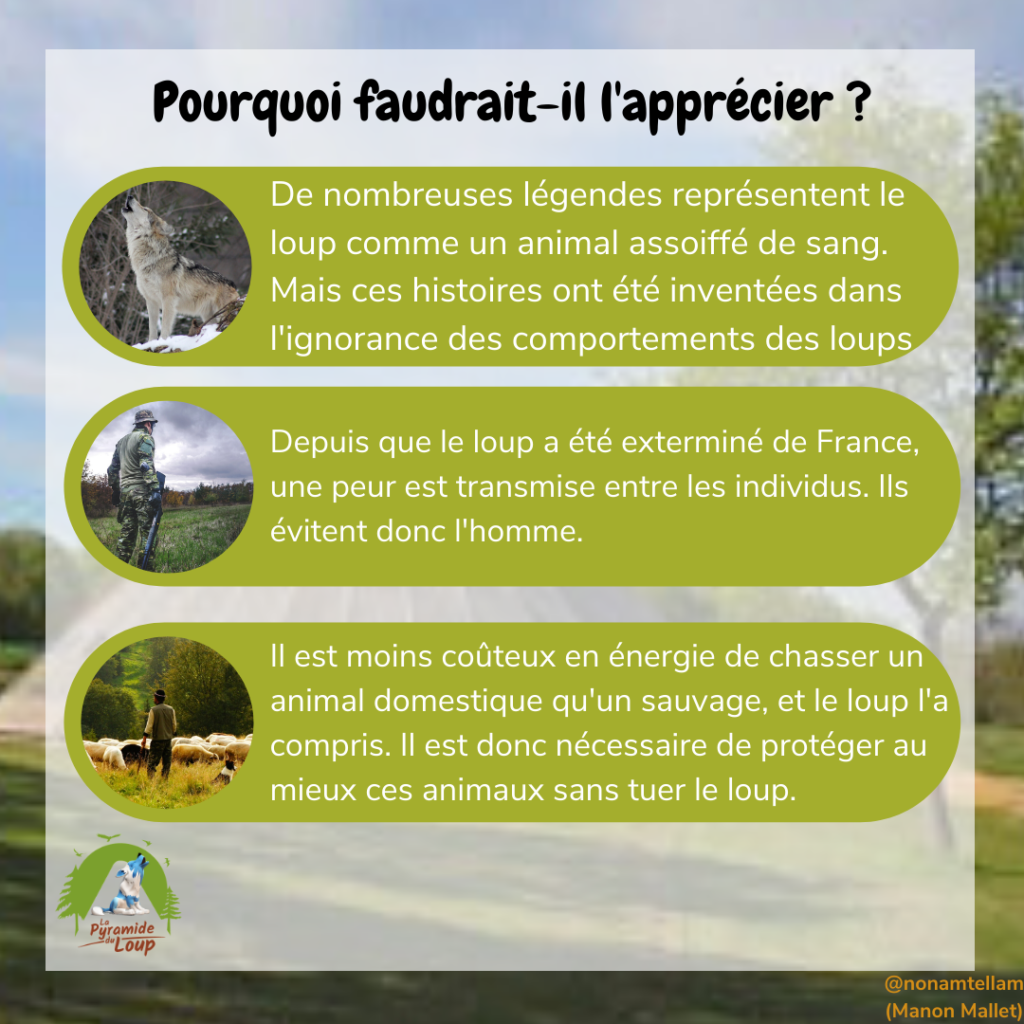 Pourquoi faudrait-il apprécier le loup ? La Pyramide du Loup