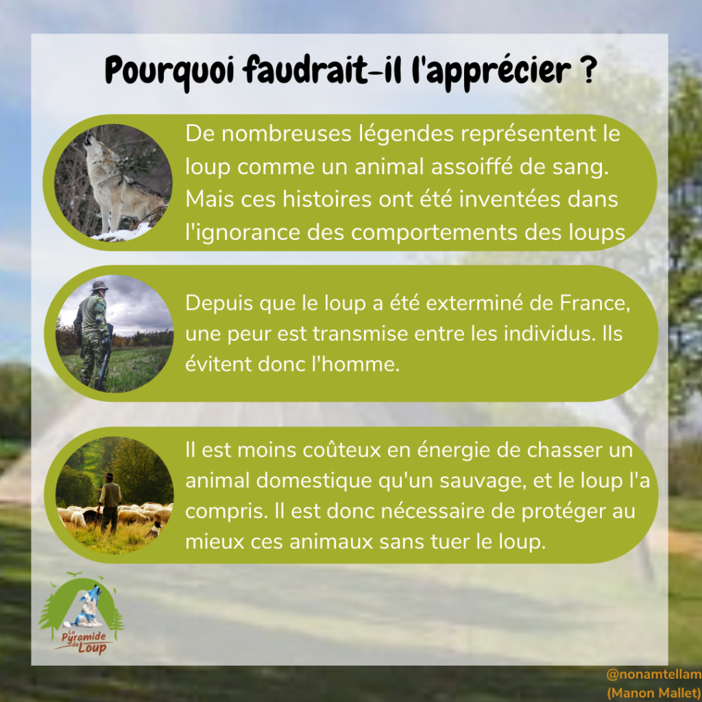 Pourquoi faudrait-il apprécier le loup ?