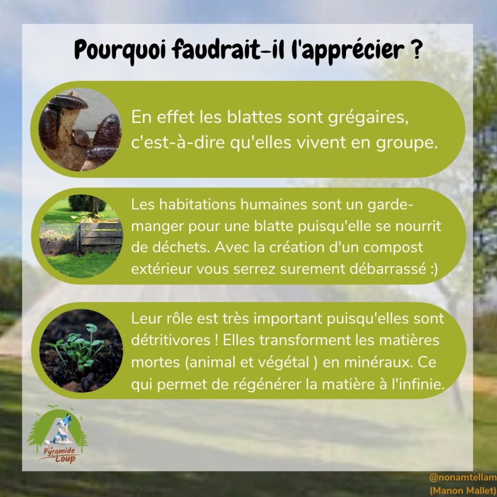 Pourquoi faudrait-il apprécier la blatte ?