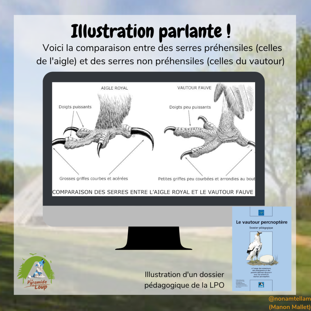 Illustration parlante sur le vautour