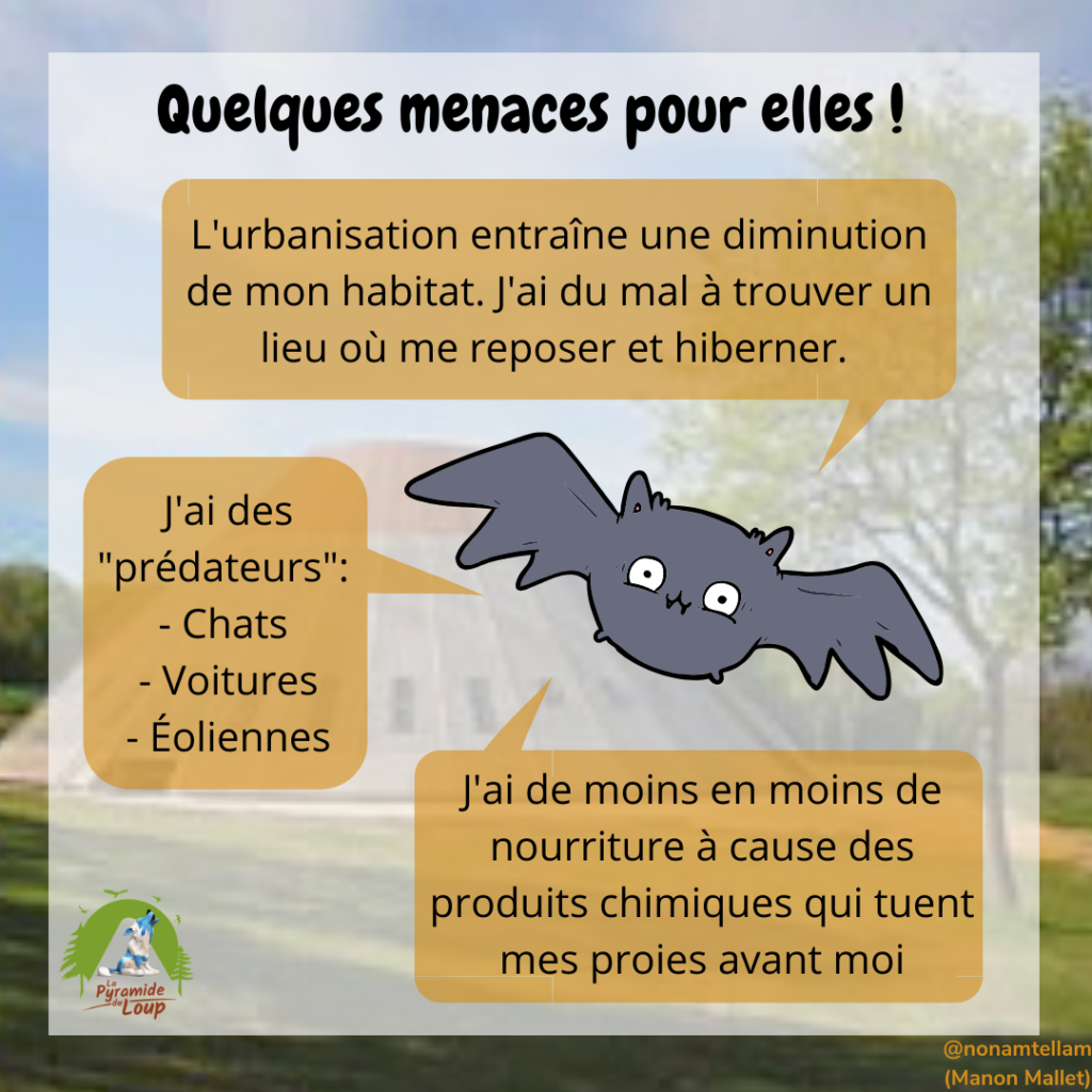 Quelques menaces pour les chauves-souris