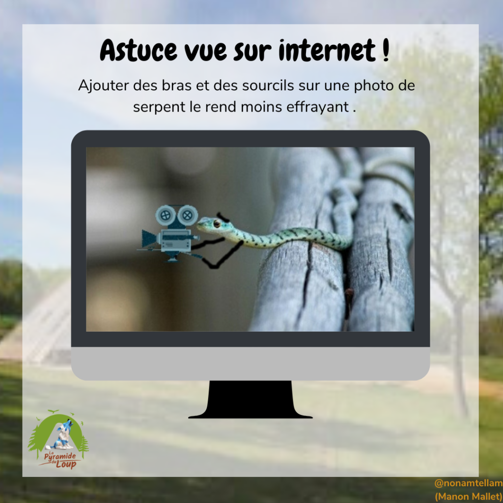 Astuce vue sur internet sur le serpent