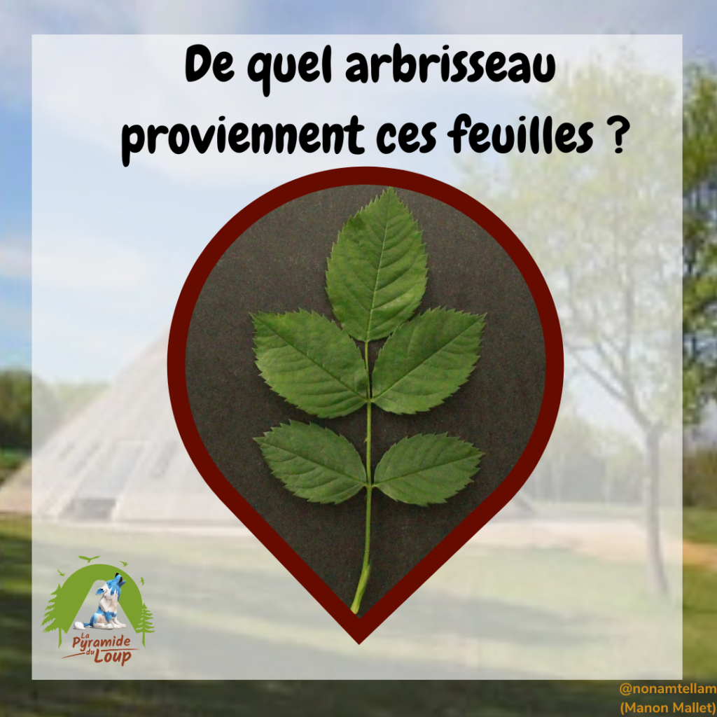 Devine de quel arbrisseau proviennent ces feuilles ?