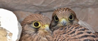 Photos d'Yves Necker oiseaux