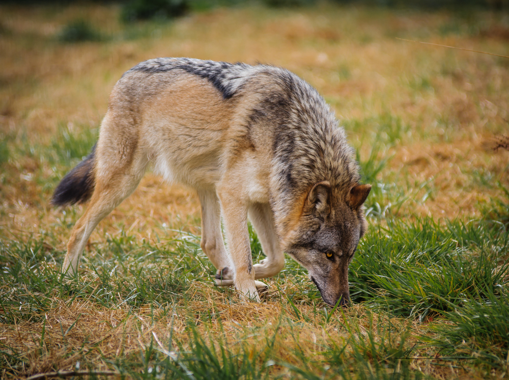 Loup Arnaud Chicouard