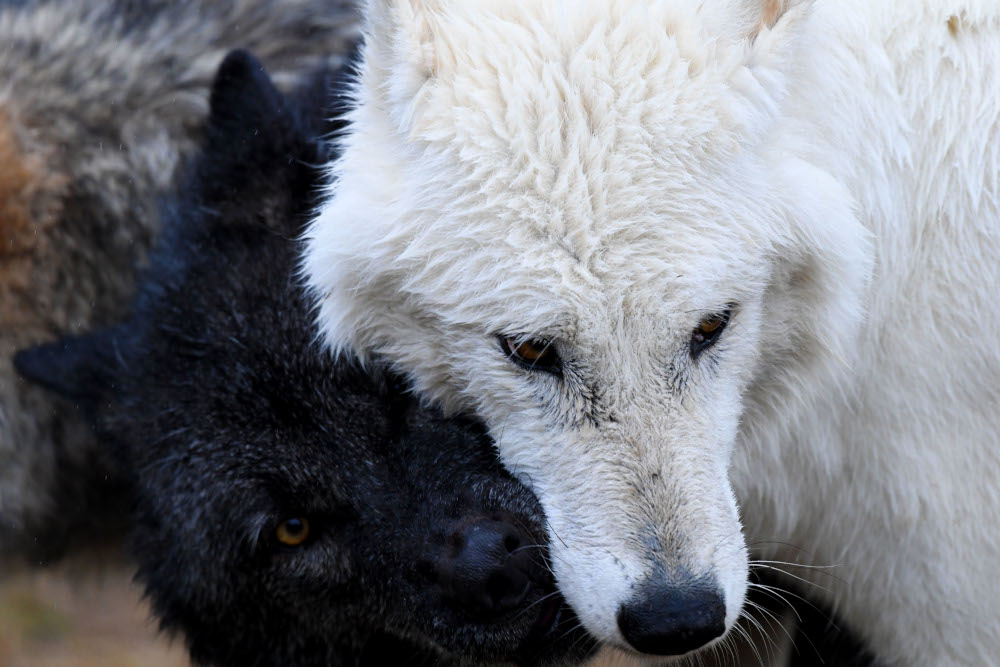 Loup Rival Loup - La Pyramide du Loup