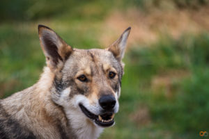 Nahele Pyramide du Loup