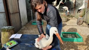 Charline Cabantous, Ostéopathe pour animaux