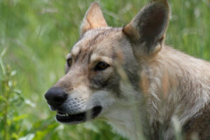 Nahele Pyramide du Loup