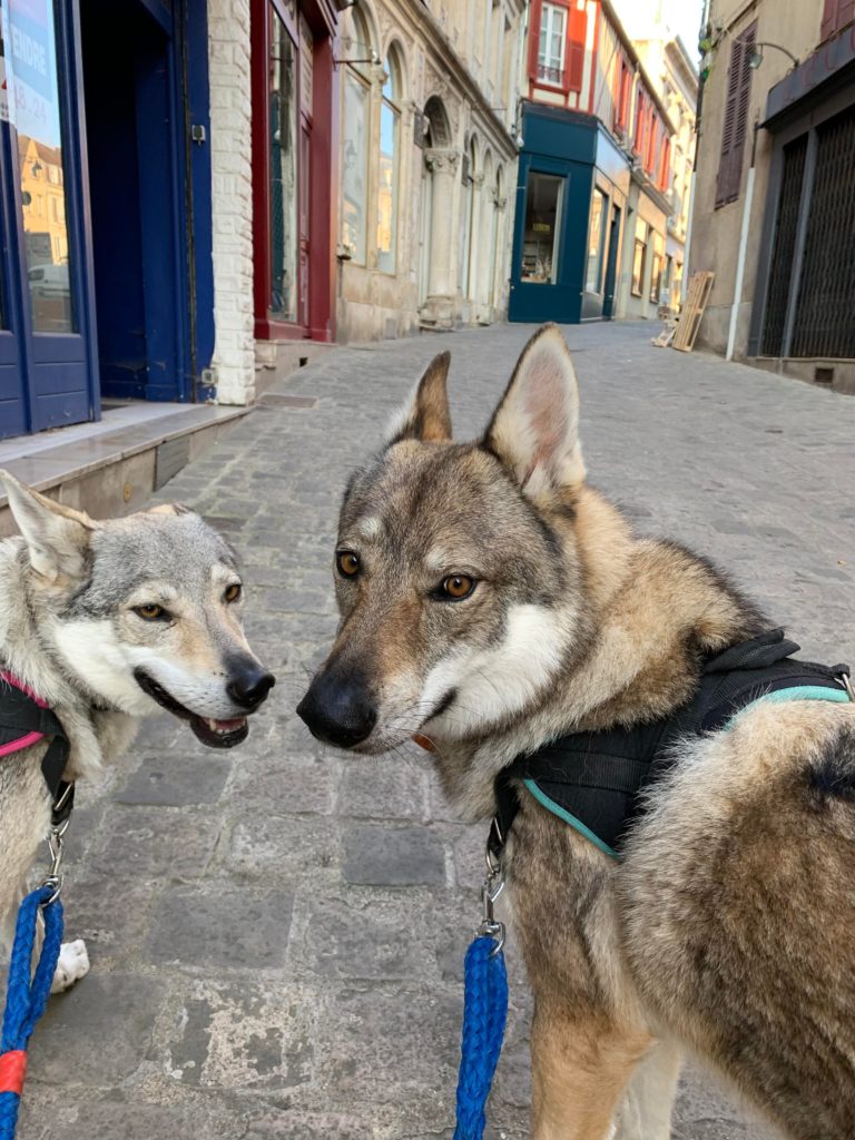 Journée du bien-être animal à la Pyramide du loup