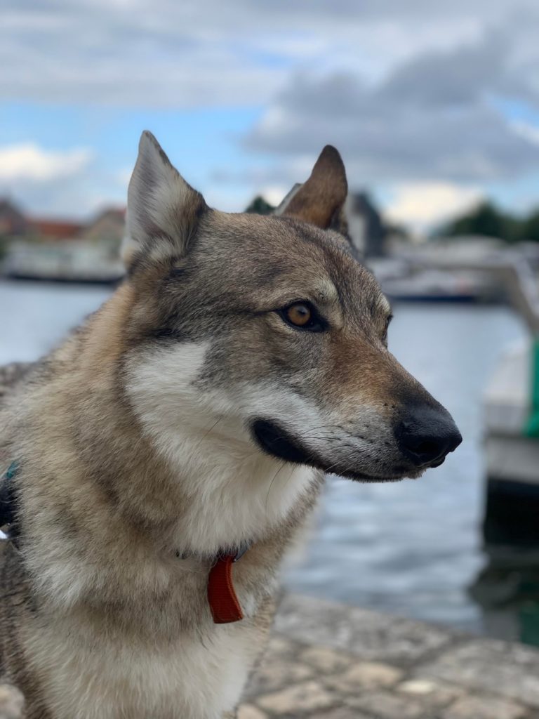 chiens loups tchèiques