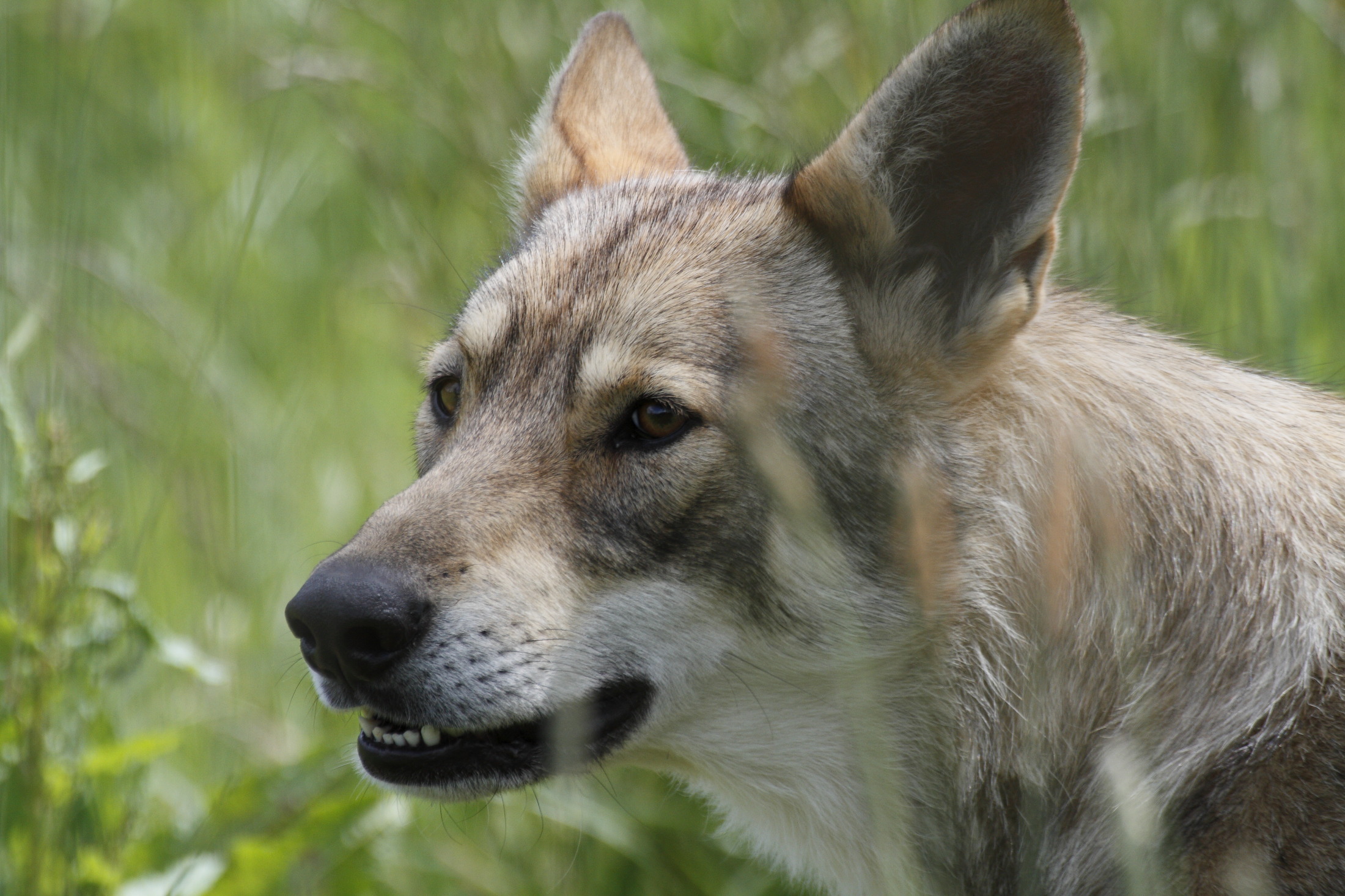 La Pyramide du Loup, un écomusée ludique