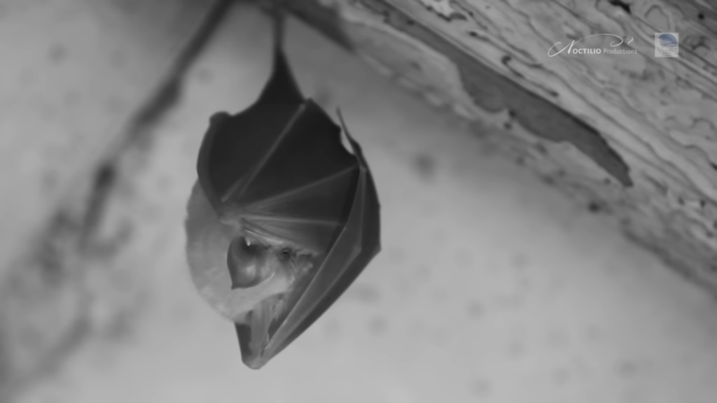 Une vie de Grand Rhinolophe