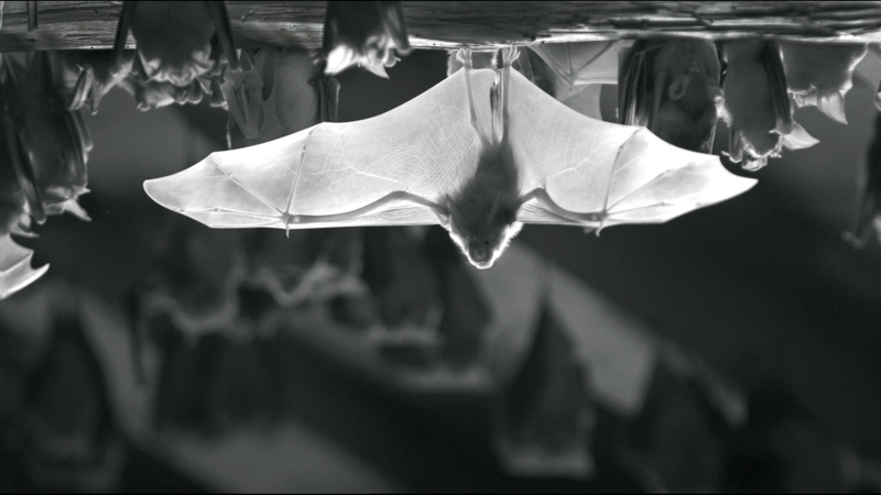 Chauves souris