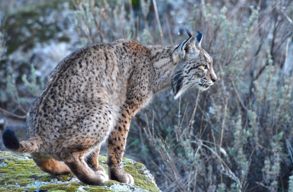 Lynx en photo à la Pyramide du loup