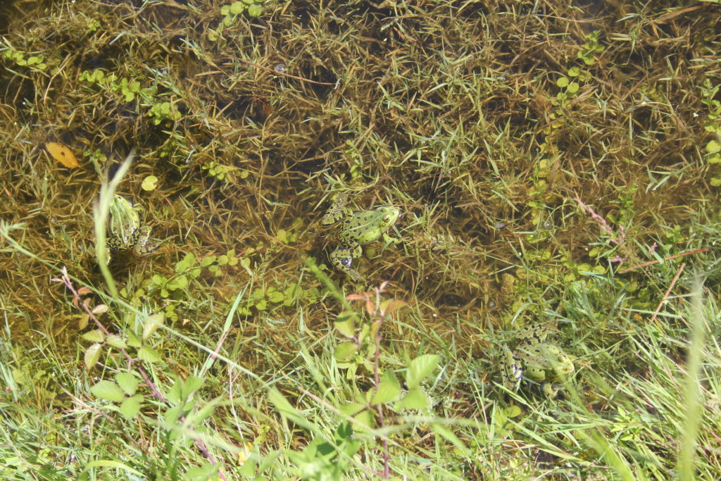 grenouille mare Pyramide du loup