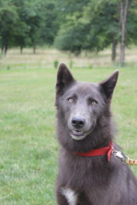 Chien loup gris à la Pyramide du Loup