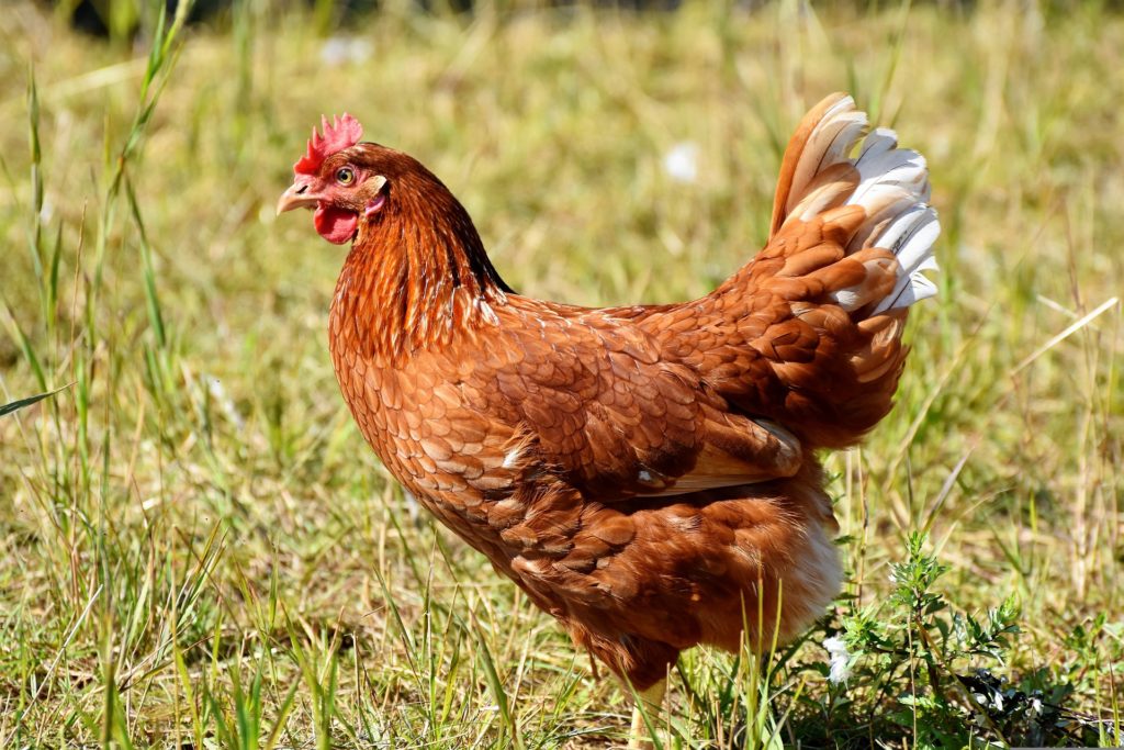 Poules Pyramide
