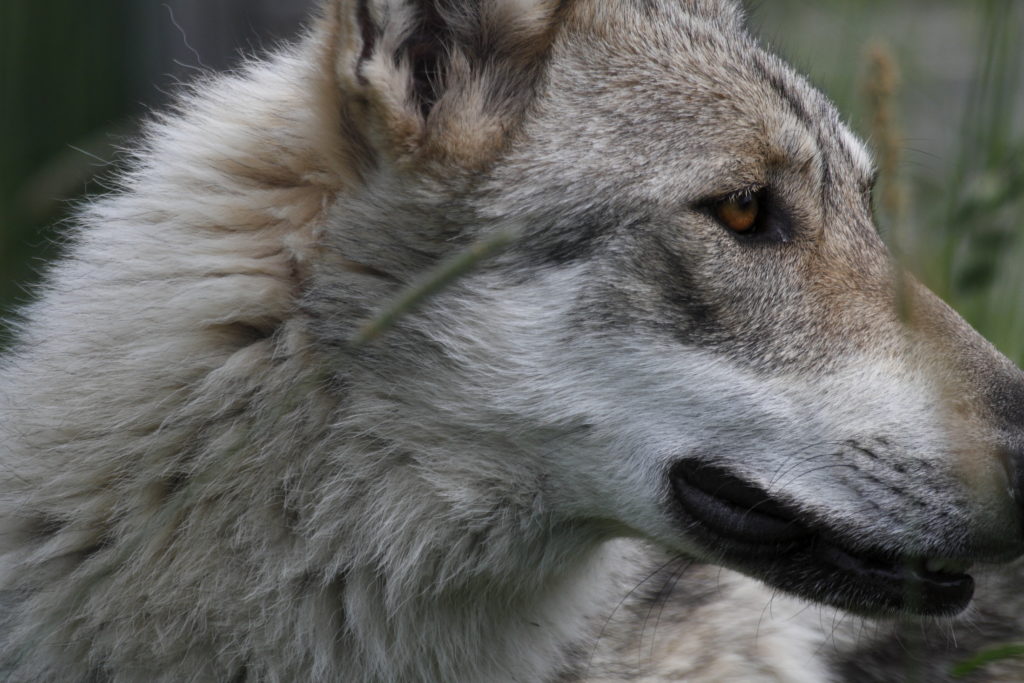 Néis à la Pyramide du Loup