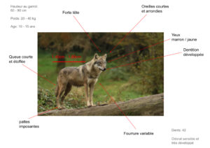 Morphologie loup