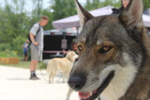 Journées chiens loups 2024- Pyramide du loup