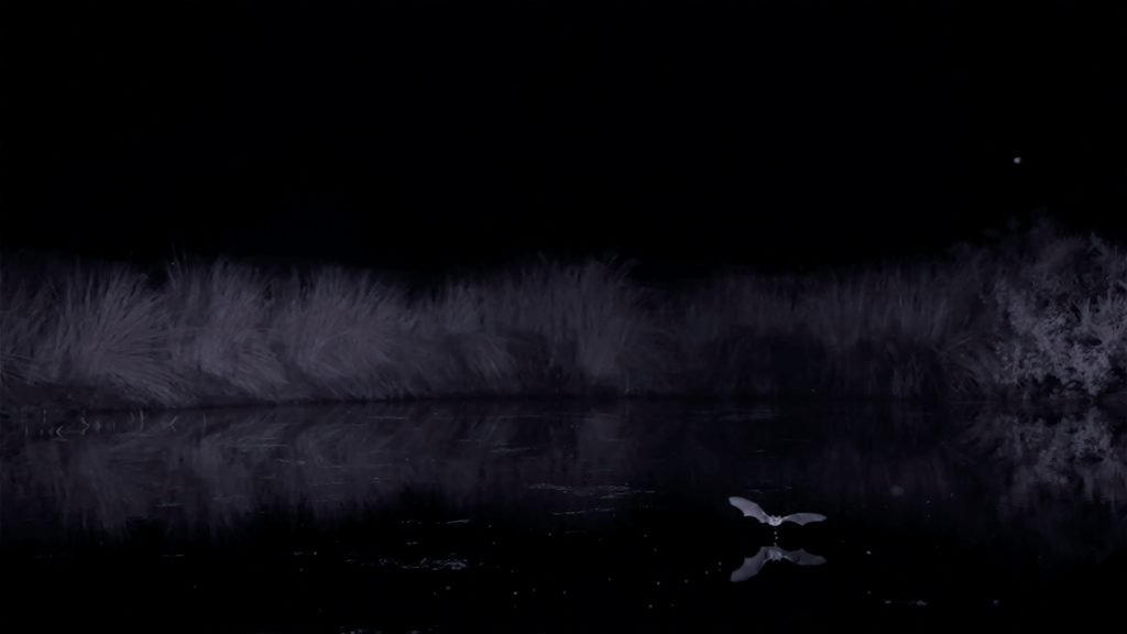 Chauve souris Pyramide du Loup avec scientifiques 3