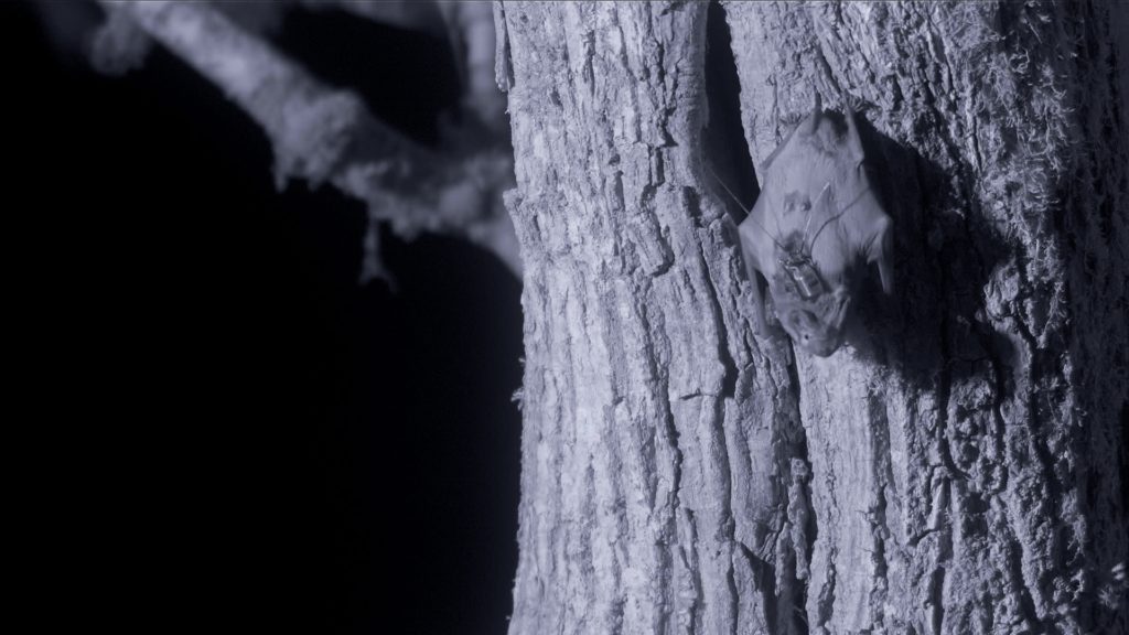 Chauve souris Pyramide du Loup avec scientifiques 4