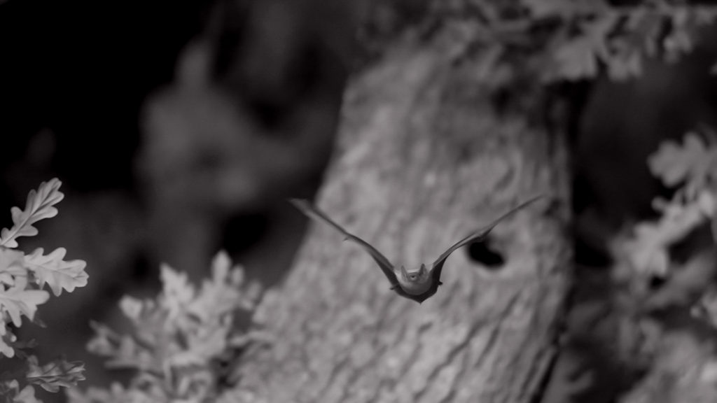Chauve souris Pyramide du Loup avec scientifiques 5