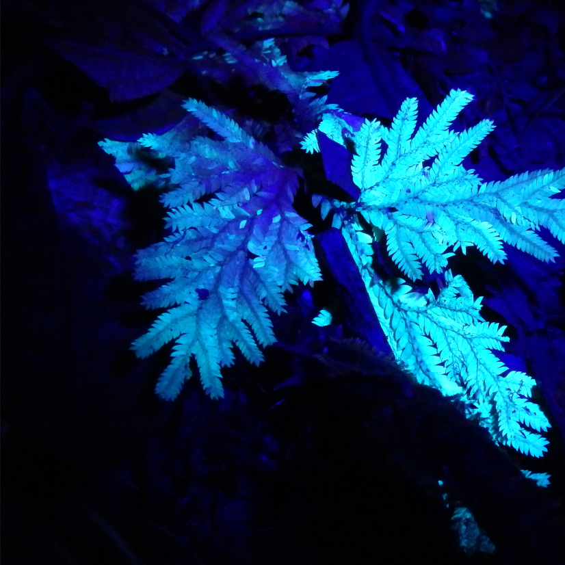 Fluorest - expo sur les forets tropicales à la Pyramide du loup