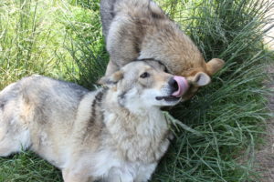 chiens loups à la Pyramide du Loup