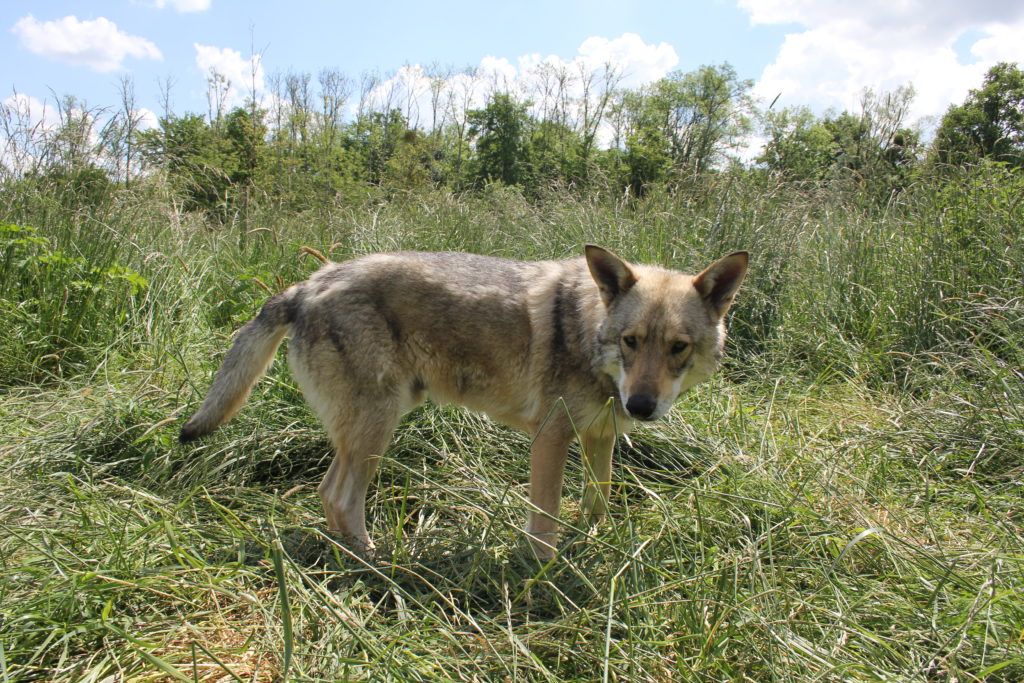chien loup dans les hautes herbes à la Pyramide du Loup