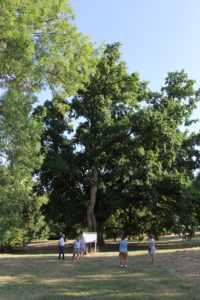 Grand chêne multicentenaires à la Pyramide du Loup