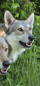 chiens loups