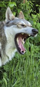 Amarok à la Pyramide du Loup