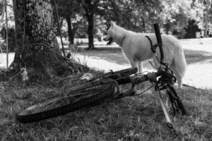 Quentin et son huskie