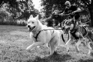 Quentin à la Pyramide du loup avec VTT et huskie