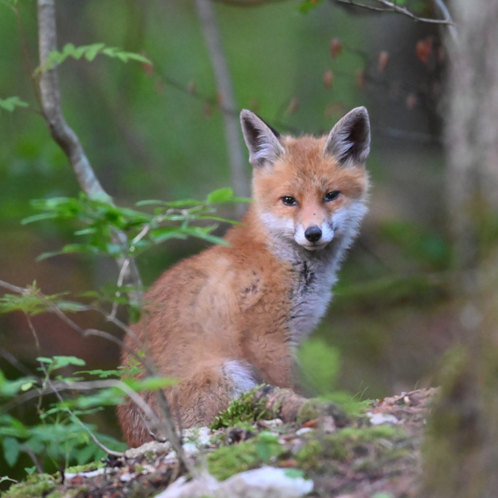 Renard