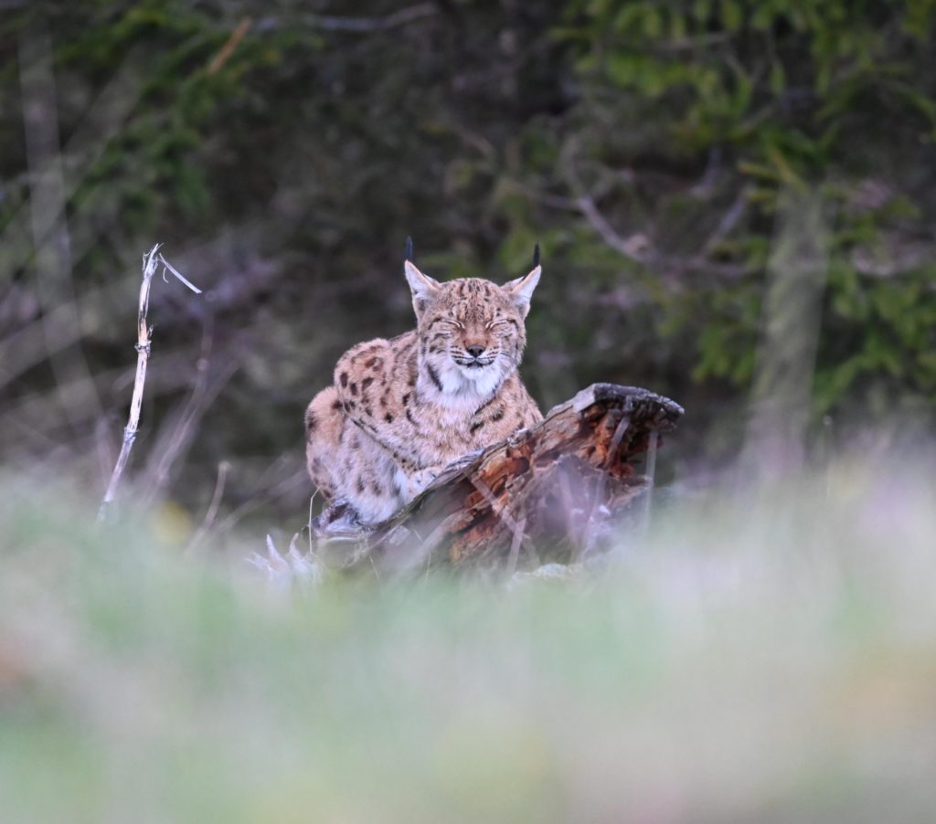 Lynx